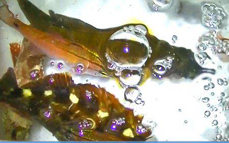 太刀魚、カマス、カサゴが好調！